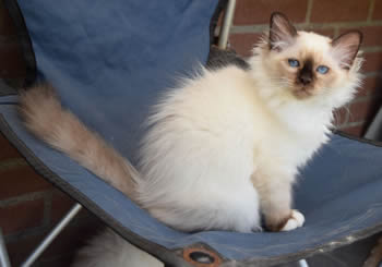 Lena